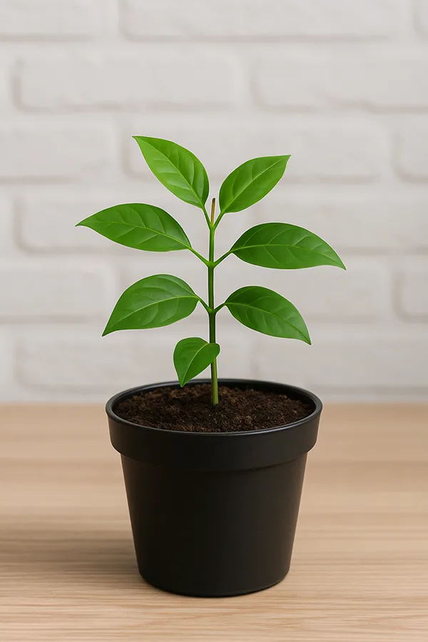 E-Commerce-Marketing – Gartenpflanzen